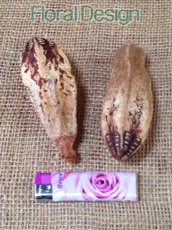 Mehogany loose 25 ks natur