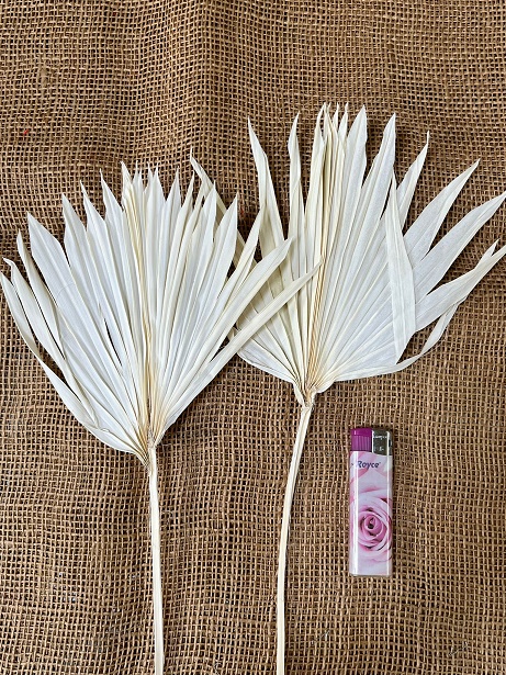 Palm sun spear mini 10 ks bělený