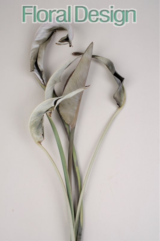 Strelizia listy 50cm natur 10ks