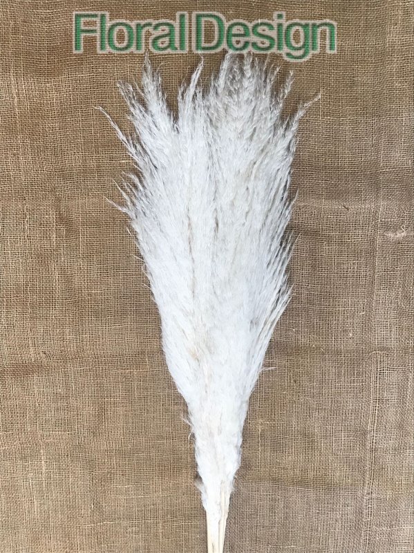 Pampas 110cm bělený 5ks