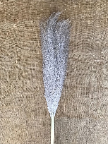 Pampas 110cm natur 5ks
