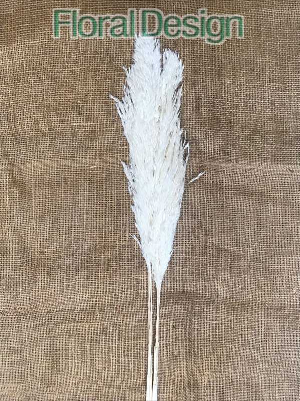 Plume reed 100cm bělený 50gr.