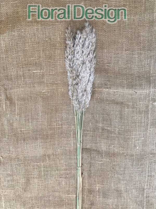 Plume reed 100cm natur 50gr.