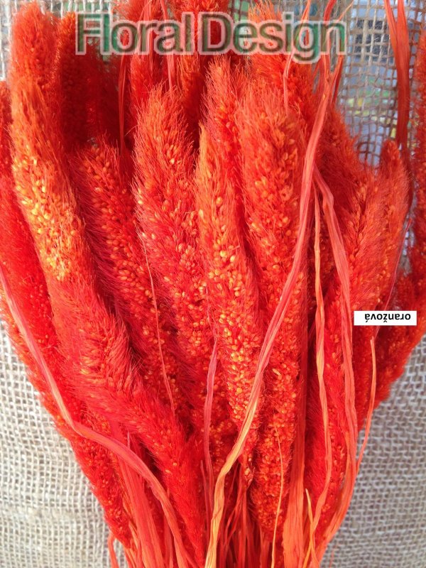 Setaria 100gr. oranžová