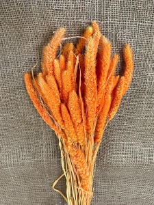Setaria 100gr. oranžová