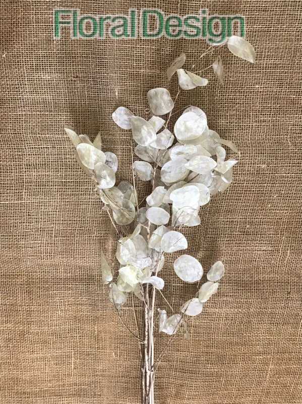 Lunaria natur bílá 50gr., 90cm
