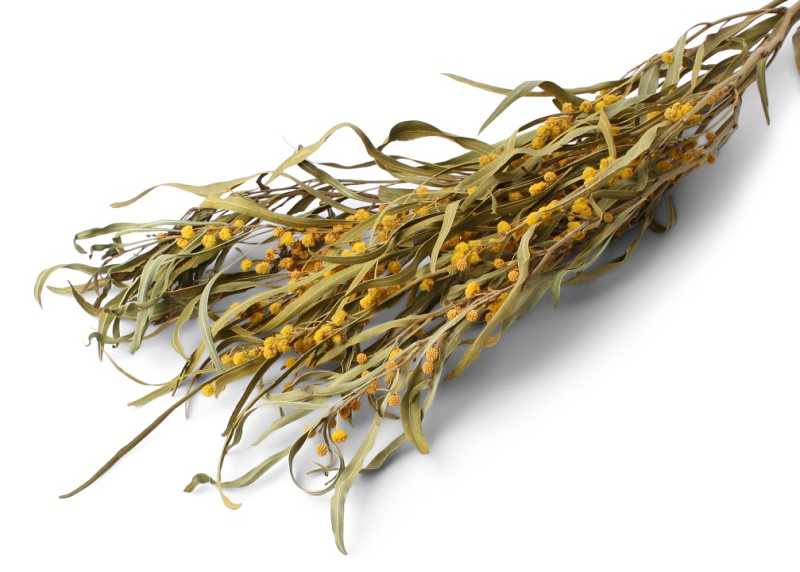 Mimosa s listy 100gr.