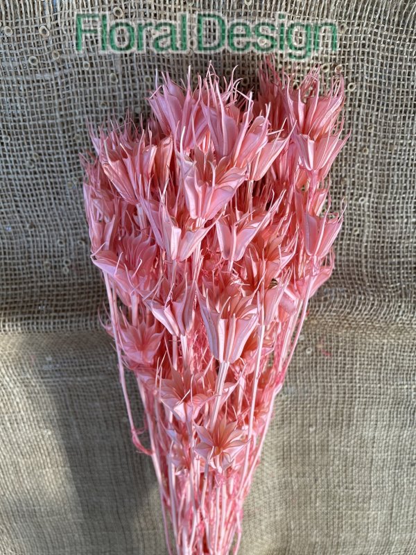 Nigela Orientalis 100gr. růžová