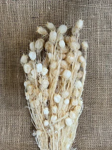 Nigela Černucha 50cm bělená