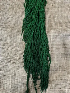 Amaranthus tmavě zelená stabilizovaný
