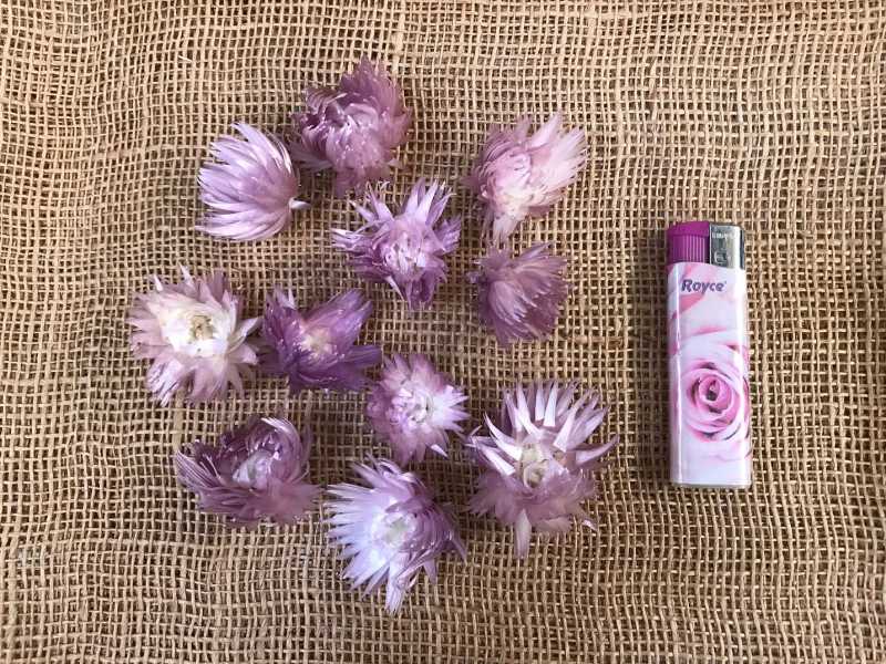 Helichrisum ( slaměnky ) 100gr. loose lila