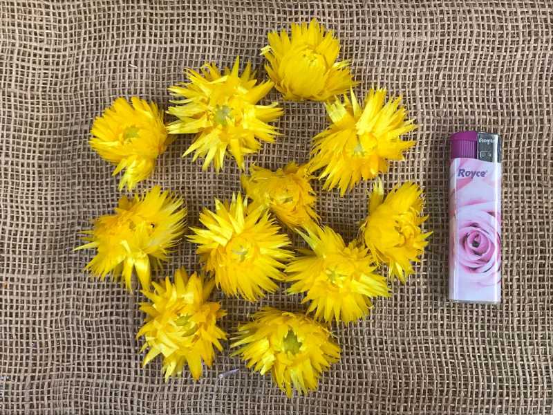 Helichrisum ( slaměnky ) 100gr. loose žlutá