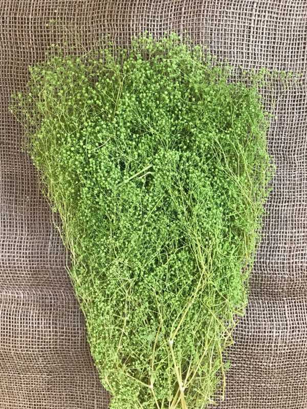 Gypsophila mini 100gr. oliva stabilizovaná