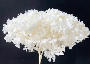 .Hortenzia Cabeza bělená stabilizovaná