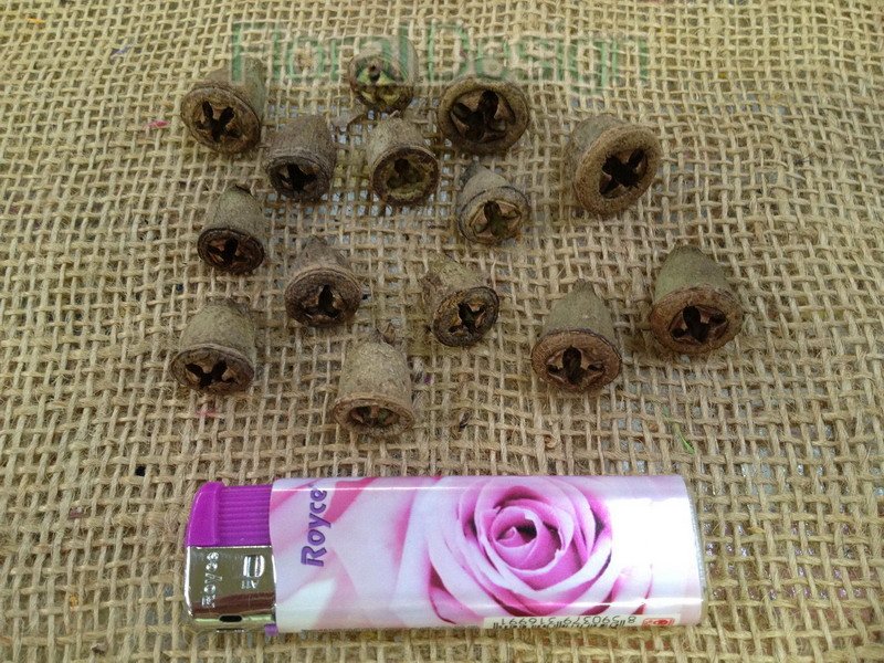 Eucalyptus Conical loose natur 500gr.