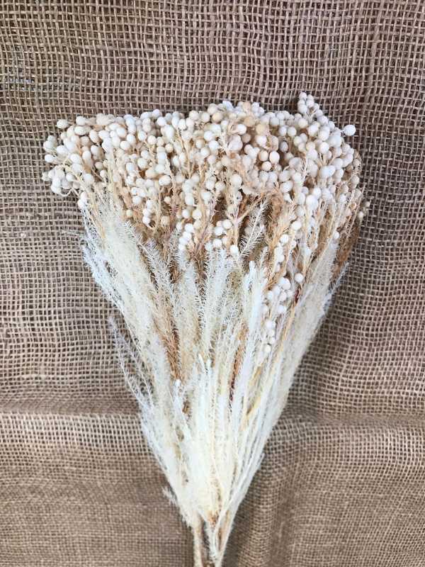 Lanuginosa bleached 100gr.