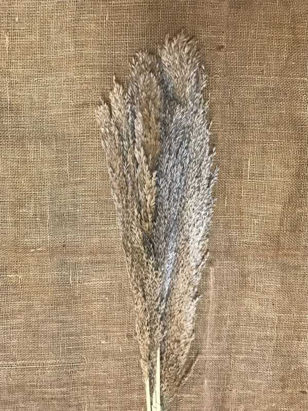 Plumero 120cm natur 6ks