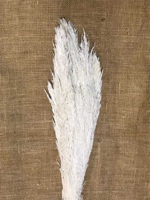 Plumero 120cm bleached 6ks