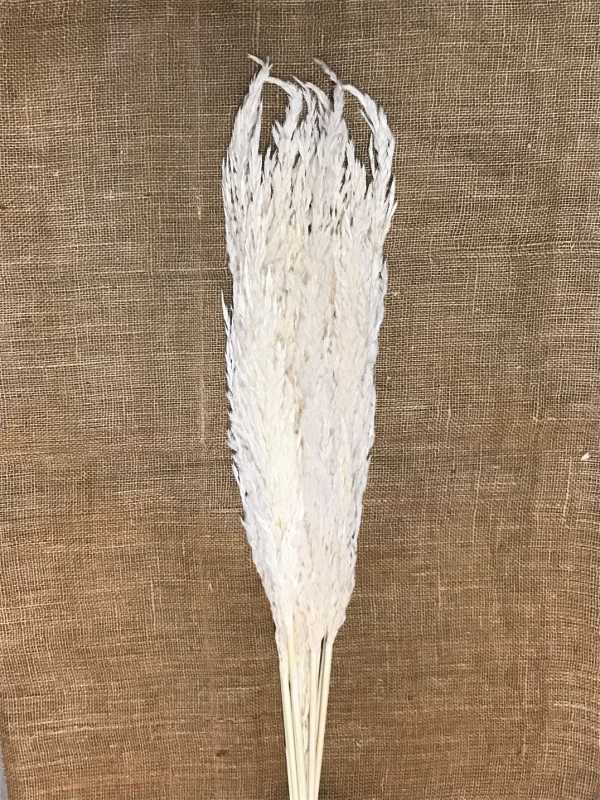 Eryanthus 110 cm bělená 10ks