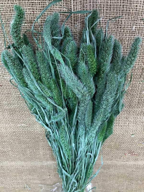 Setaria 100gr. zelená / frozen