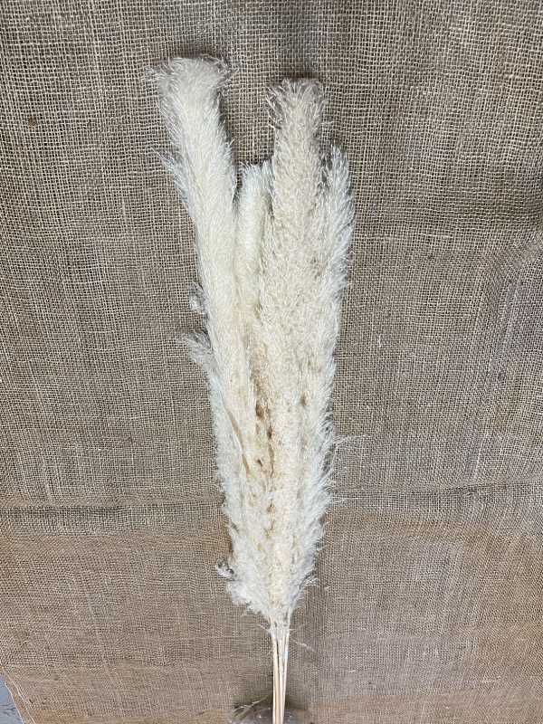 Piuma extra bleached 120cm