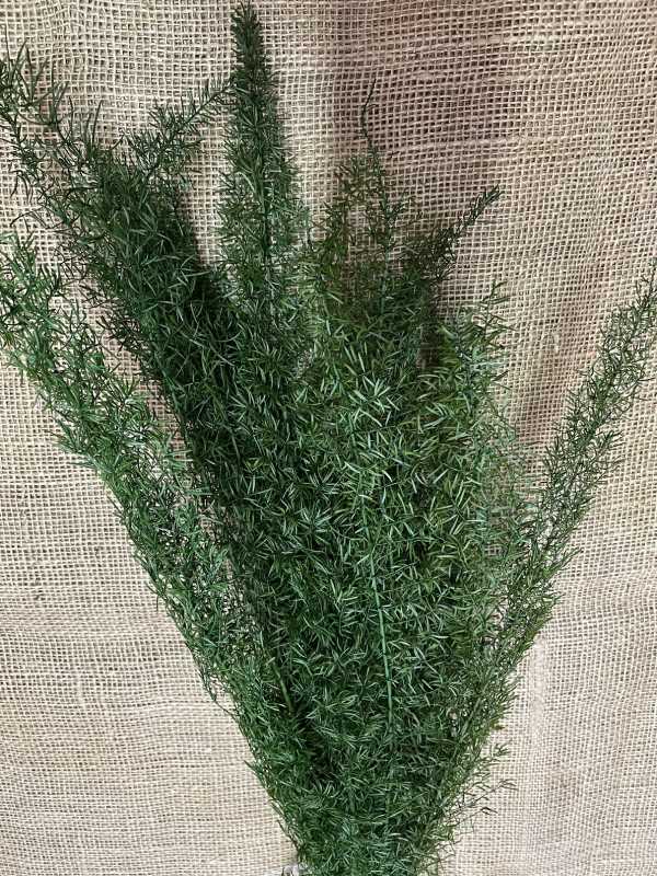 Esparraguera foxtail 100gr. zelená stabilizovaný