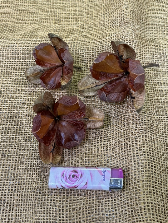 Rosa Tefe natur 10ks