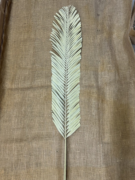 Palm listy ovál natur 120cm