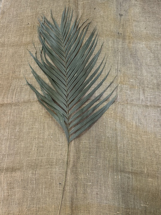 Areca listy 120cm natur 10 ks