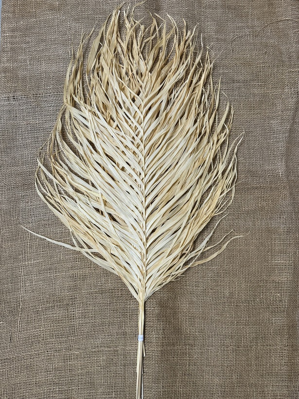 Areca listy 80-90cm bělené, 8 ks