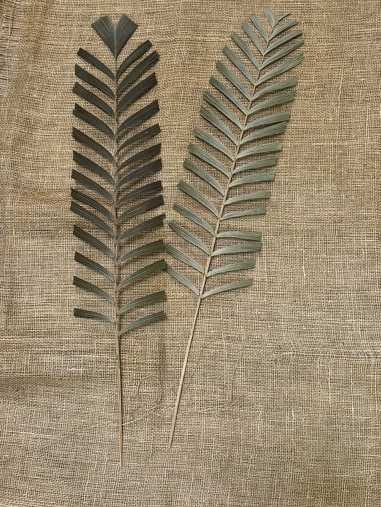 Areca oval listy 75 x (55 x 30cm) natur, 5ks