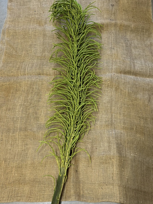 Cacho Ingrasso 120cm zelená