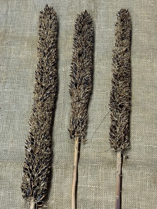 Cirius 110cm natur