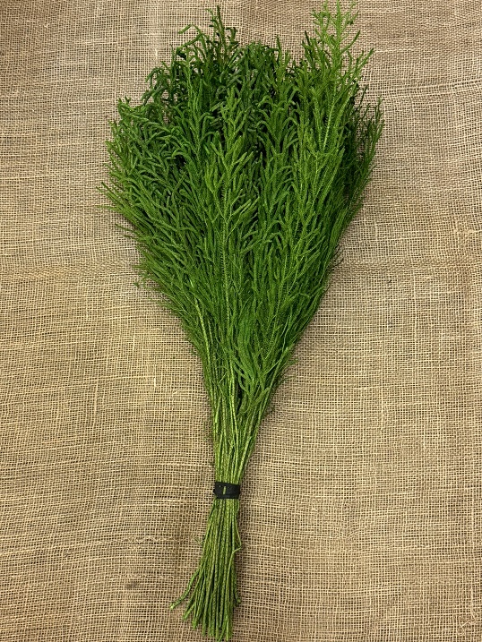 Lycopodium 55cm basil 