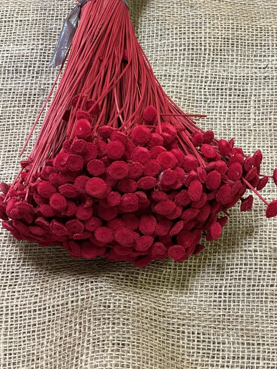 Botao XL červená balení 45cm