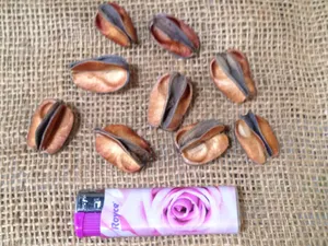 Fruto Cinzeiro 250gr. natur