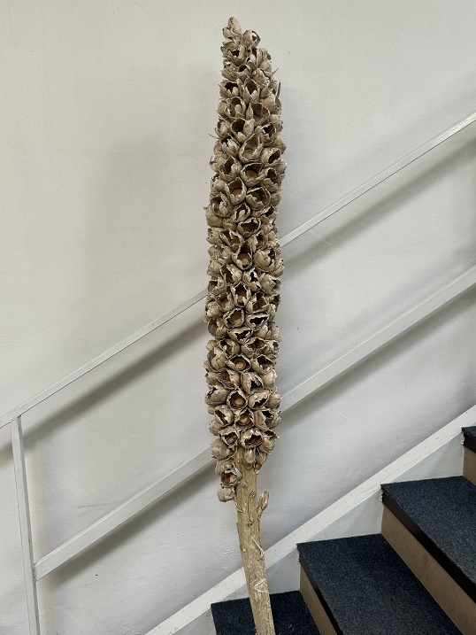 Cacho coco whole 130cm pouze délka květů bleached
