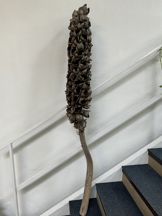 Cacho coco whole 90cm pouze délka květů natur