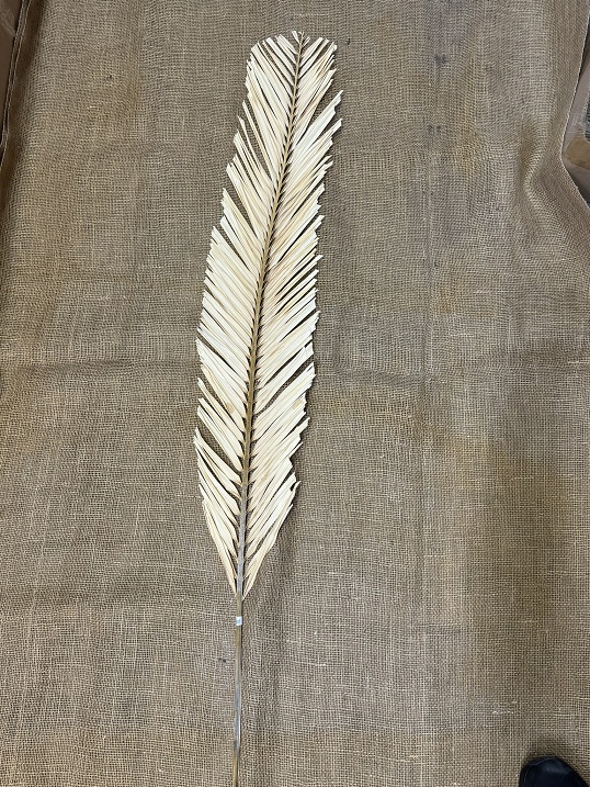 Palm listy ovál bělená 120cm