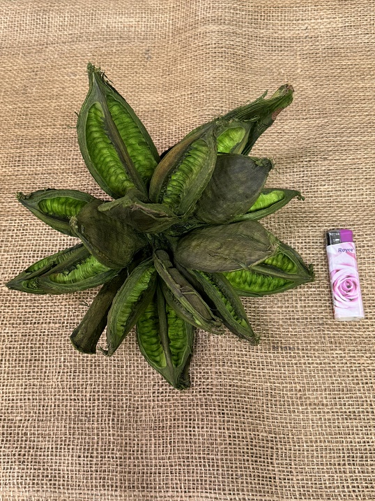 Pente Sororoca zelená cca 30cm