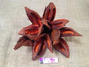 Pente Sororoca oranžová cca 30cm