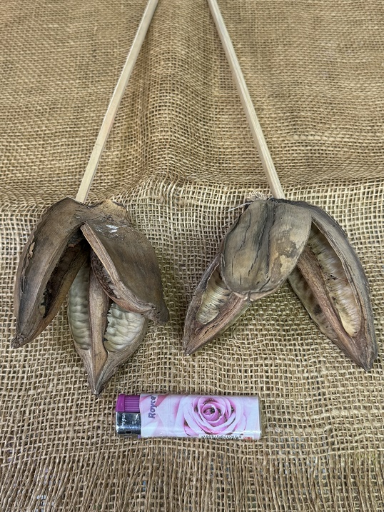 Sororoca flower na stopce natur 3ks