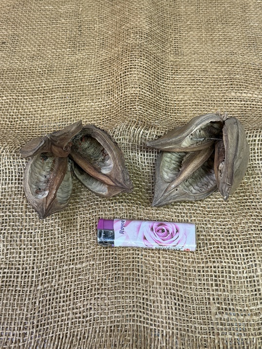 Sororoca flower loose natur 5ks