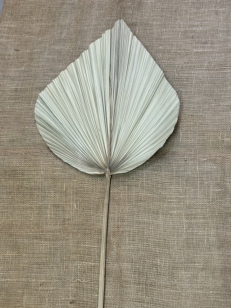 Palm King spear 50-60cm natur