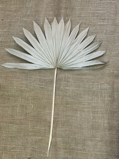 Palm sun spear large 2ks natur