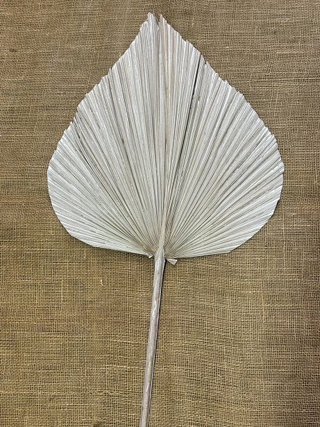 Palm King spear 100cm white omytá