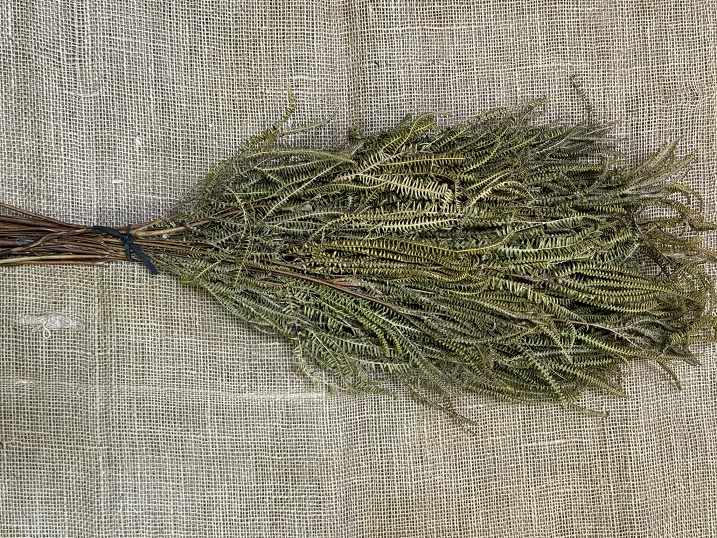 Kapradí x3 natur 60-70cm
