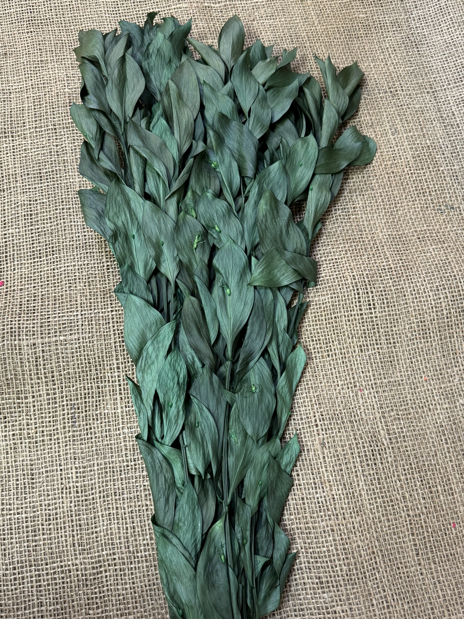 Ruscus gigant 10ks zelená stabilizovaný