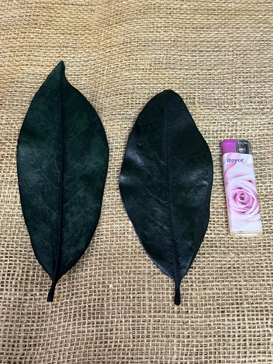 Magnolia listy 20ks tmavě zelená stabilizované