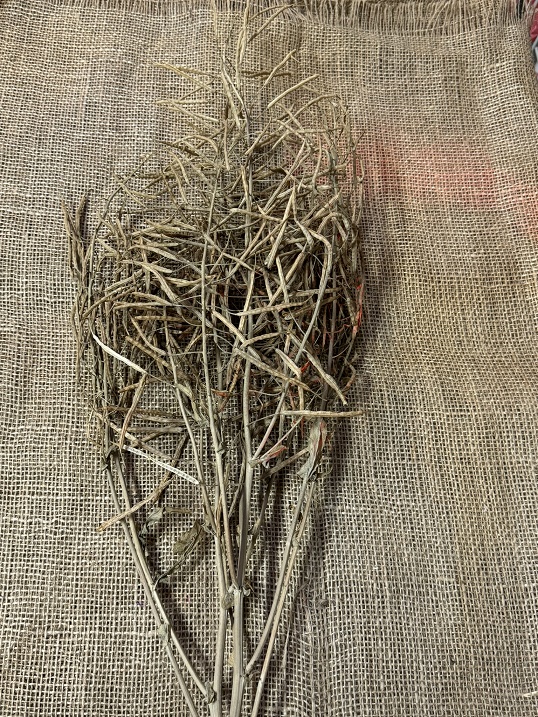 Canola 75cm natur 75gr.